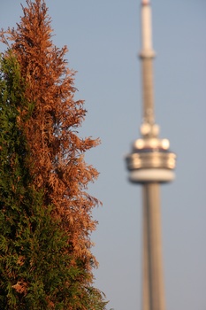 ./20110619-004924.jpg